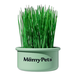 猫草盆栽幼猫咪化毛球草籽土培盒种植盆育苗盘懒人猫薄荷零食用品