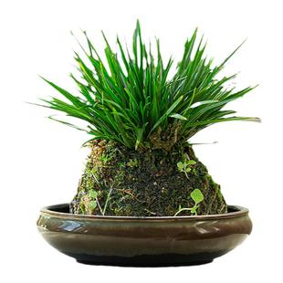 中式米竹苔藓球专用花盆室内袖珍椰子绿植水培盆景陶瓷摆件大小号
