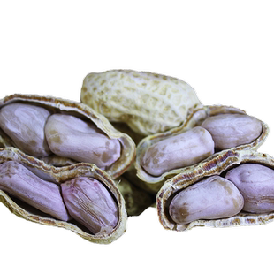 梅州客家特产正宗平远东石花生水煮日晒东石秋花生带壳咸干花生