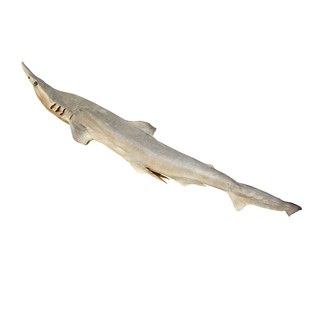 德玛先生冻干鲨鱼磨牙金毛泰迪成犬磨牙棒营养狗狗零食