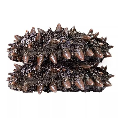 大连高品质海参（大连顺丰发货）