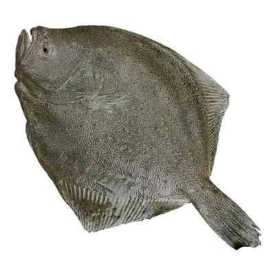 鲜活冷冻新鲜多宝鱼特大号比目鱼