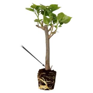 重瓣三角梅盆栽大苗勤花老桩室内外爬藤植物红梅花卉四季开花好养