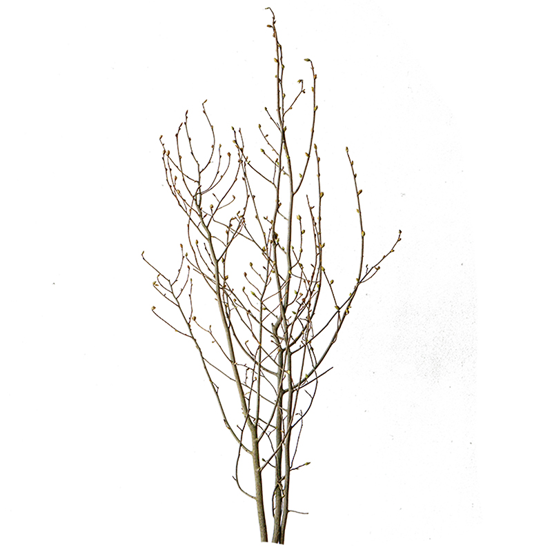 玉兰干枝小众插花神器高端天然植物插花材家居软装酒店民宿样板房