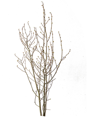 干枝插花材料天然植物居家中式