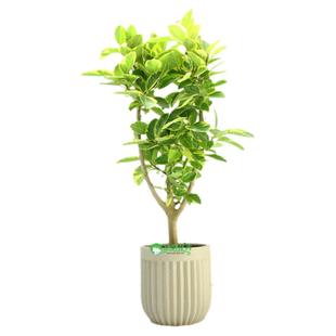 黄金榕盆栽花叶橡皮树孟加拉榕高山榕北欧大型室内客厅阳台植物