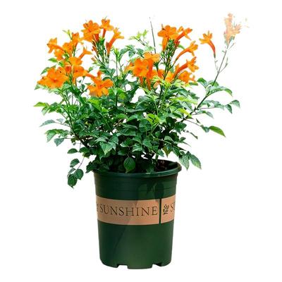 凌霄花苗爬藤植物大苗室内阳台