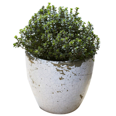 天狼迷迭香驱虫可食用观叶绿植