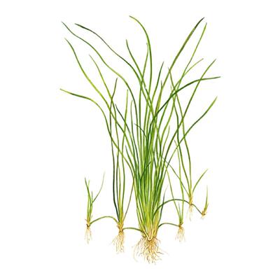 艾伦水草造景细叶水兰水下叶