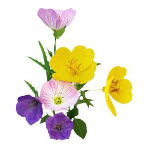 多年生耐寒庭院植物四季蓝花鸢尾