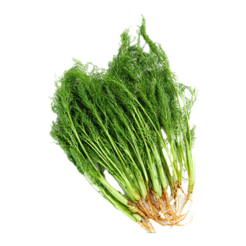 茴香菜新鲜现摘茴香苗带根