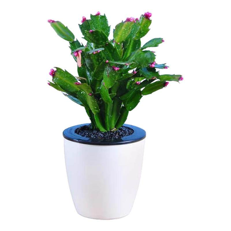 蟹爪兰苗多肉植物带根蟹抓兰仙人掌嫁接令箭荷花室内绿植花卉盆栽