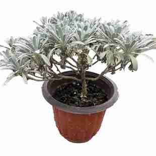 芙蓉菊花盆栽绿植盆景阳台庭院耐寒耐热植物雪艾白艾带原土包邮