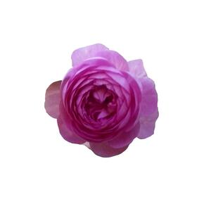 海蒂的花园 玛姬婶婶微型月季阳台庭院多季开花好养花卉植物盆栽