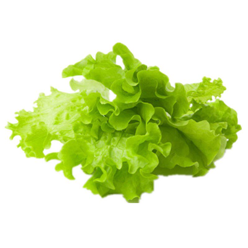 新货现代舞裙生菜种子 高端耐热生菜种子 四季种植 蔬菜种源 R