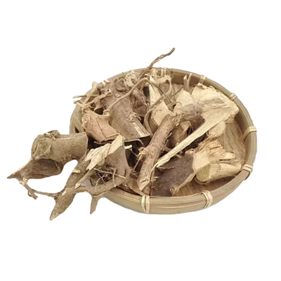 新鲜白背叶白背树根白背叶根