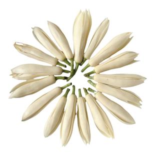 广西新鲜采摘白兰花顺丰包邮精油泡酒纯露白玉兰花手串手链黄角兰