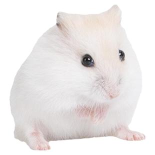 向小希小仓鼠活物送笼子三线紫仓布丁银狐公婆金丝熊活体宠物包活