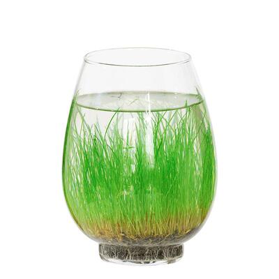 简约diy创意鱼缸生态瓶玻璃插花瓶水培草种子四季微景观装饰摆件
