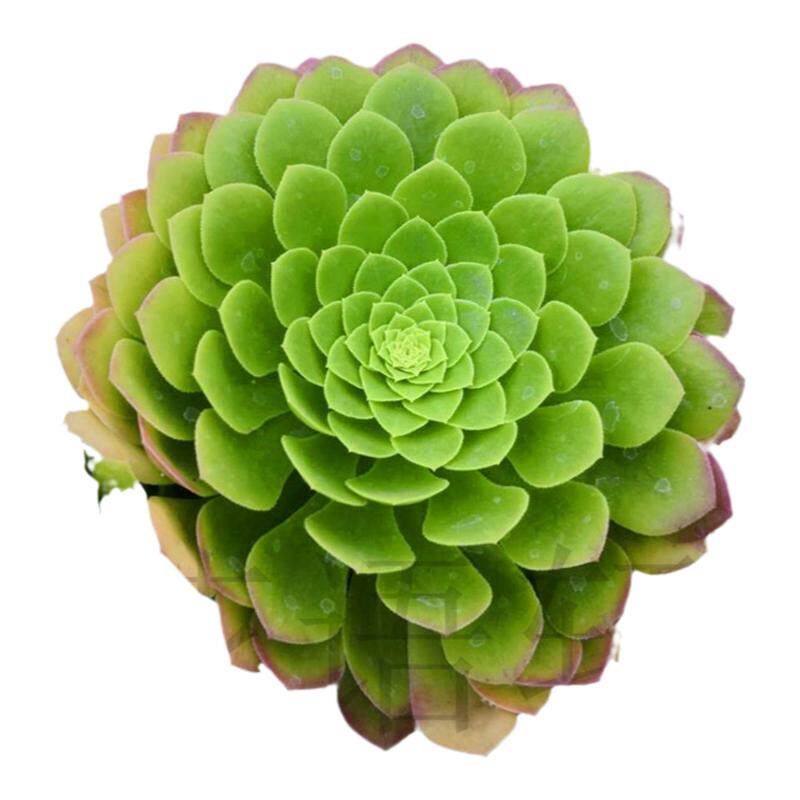 花语轩直播间一物一拍绿植盆栽