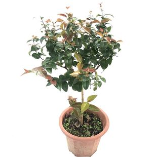 水果树苗 巴西红果仔苗 灯笼果树苗 盆栽庭院地栽实生苗 番樱桃苗