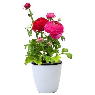 重瓣花毛茛种球带芽洋牡丹花苗花种子室内室外庭院盆栽花卉绿植物