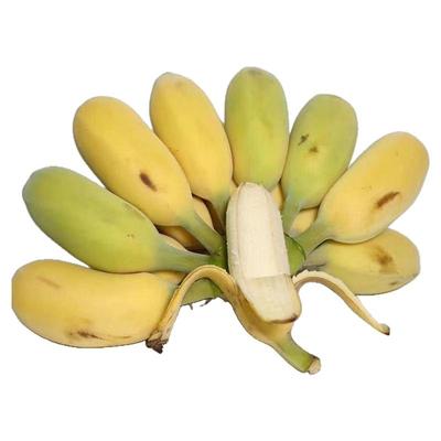 广西苹果蕉自然熟香蕉小米奶焦粉糯米丑芭蕉现摘海南新鲜水果整箱