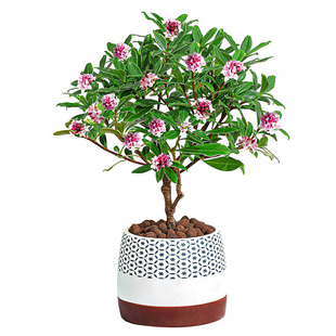 老桩金边瑞香盆栽带花苞浓香型好养活耐寒耐旱阳台年宵花室内花卉