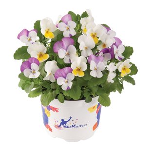 花彩德古拉皱边角堇花苗盆栽阳台卷边礼服花园组盆冬季耐寒花量大