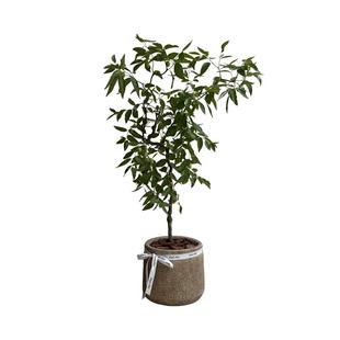 台湾大青枣树果苗活苗甜脆蜜丝枣牛奶枣树南北方种植盆栽地栽树苗