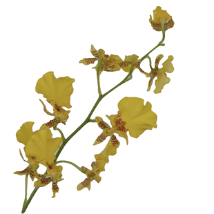 花气 | rainbow系列时令鲜花搭配黄色系明亮活泼配色花材家居插花