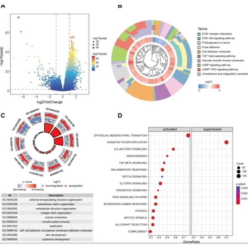 生信 TCGA GEO 单细胞转录组分子对接服务