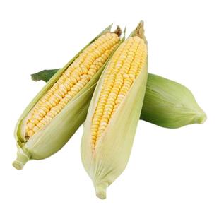 超甜高产水果玉米种子脆甜糯糯米春季杂交种孑甜脆玉米种子甜玉米