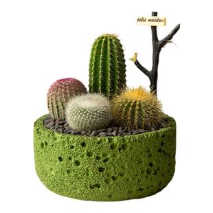仙人掌盆栽组合多肉植物小仙人球办公室工位桌面绿植创意生日礼物