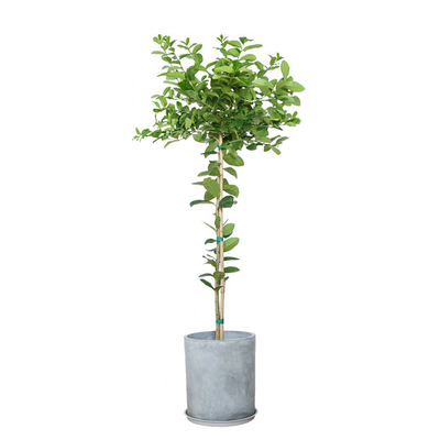 食用泡茶香水柠檬树苗