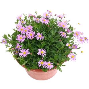 荷兰菊种子蓝紫色四季易种纽约紫苑花高山多年生宿根耐旱耐寒耐