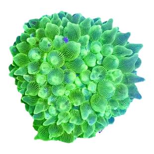 红奶嘴海葵雪花奶嘴爱分裂繁殖快荧光绿奶嘴小丑鱼地毯海葵公主葵