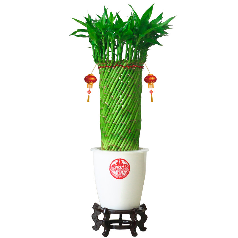 乔迁送礼富贵竹盆景室内客厅办公