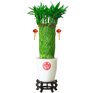 带根水养富贵竹水培植物转运竹客厅室内花草四季常青招财竹子盆栽