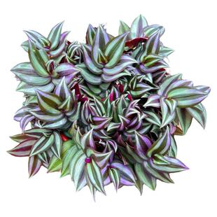 紫叶吊竹盆栽梅吊篮盆栽阳台庭院花园景观耐养植物花卉原土发货