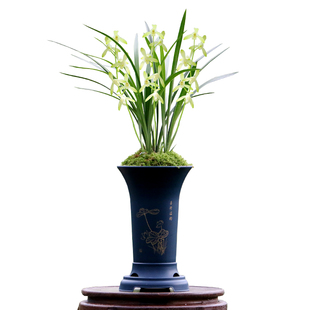 高端老种四季建兰翠衣仙子小宫粉大凤素心兰花苗带花浓香好养盆栽