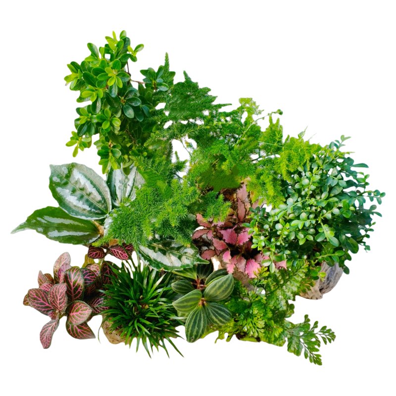 苔藓微景观 水陆缸生态缸种植材料土培水培创意迷你室内桌面植物