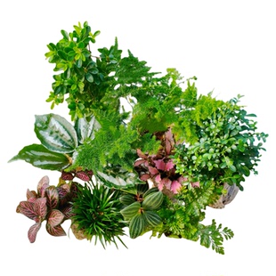 苔藓微景观 水陆缸生态缸种植材料土培水培创意迷你室内桌面植物