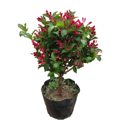 当年开花红王子锦带庭院绿植工程