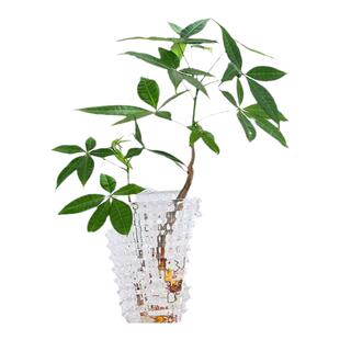 水培发财树植物室内好养造型绿植四季常青招财树净化空气好养植