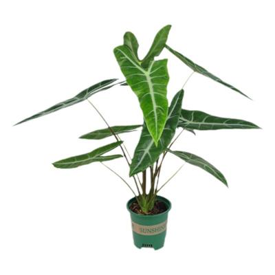 银脉剑叶海芋斑马萨利安室内阳台天台花园好养大叶片大型热植植物