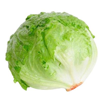 结球生菜种子肉质脆嫩四季易种