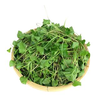 新鲜积雪草 现挖雷公根灯盏菜崩大碗乡野中草药500g冰袋发货包邮