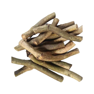 葛根种植苗无渣粉葛种苗黄金葛苗葛藤苗绿化苗广西优质桂葛一号苗