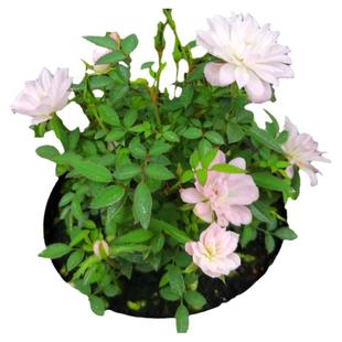 姬月季四季开花姬乙女迷你超微月季客厅微型室内盆栽绿植盆景花卉